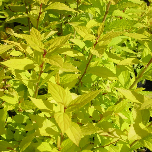 Goldmound' Japanese Spirea