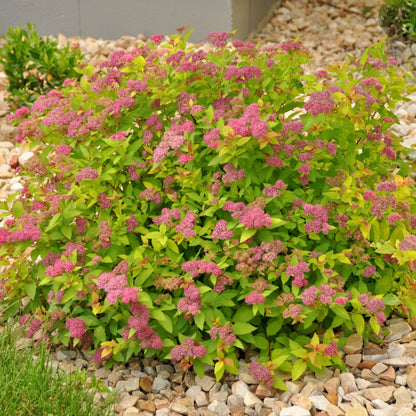 MAGIC CARPET® Japanese Spirea