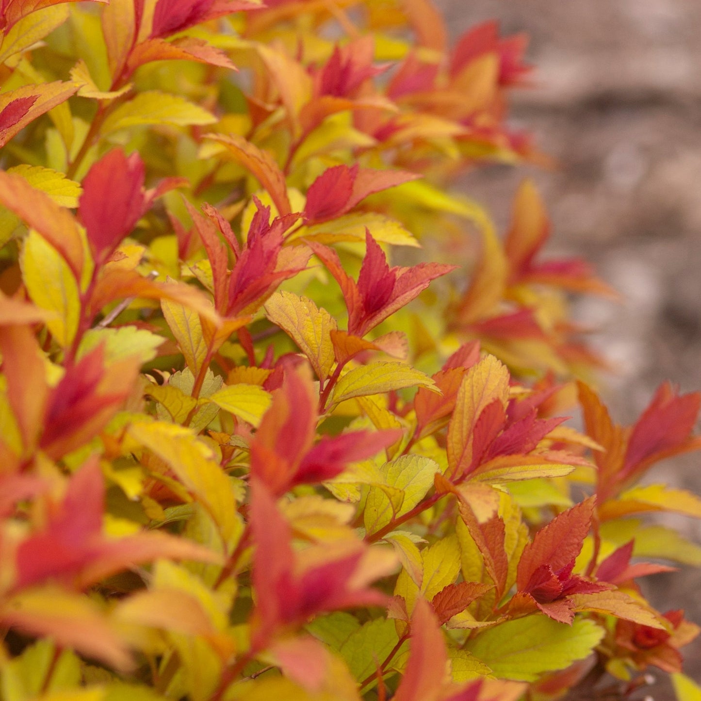 MAGIC CARPET® Japanese Spirea