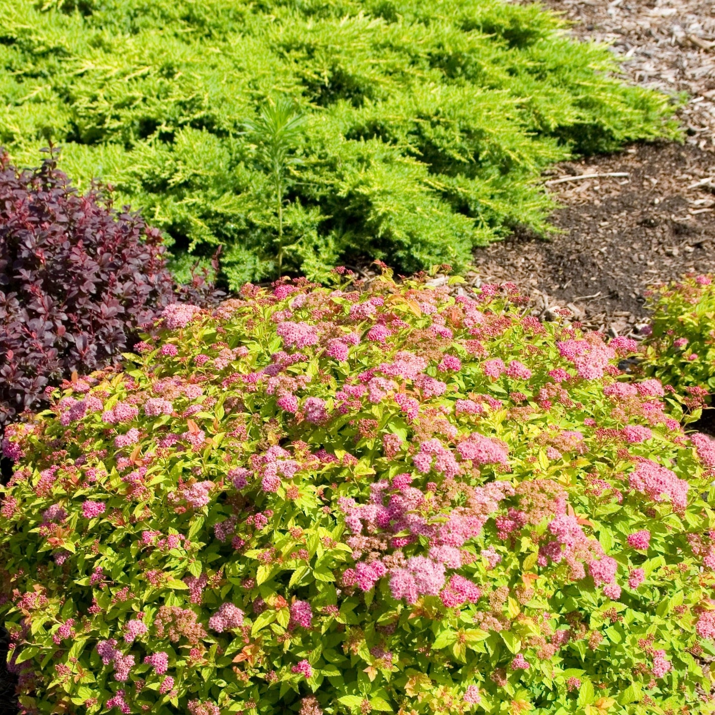 MAGIC CARPET® Japanese Spirea