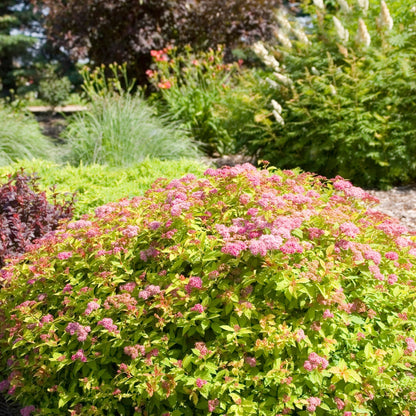 MAGIC CARPET® Japanese Spirea