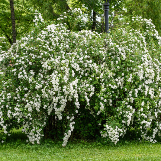 Snowmound' Spirea