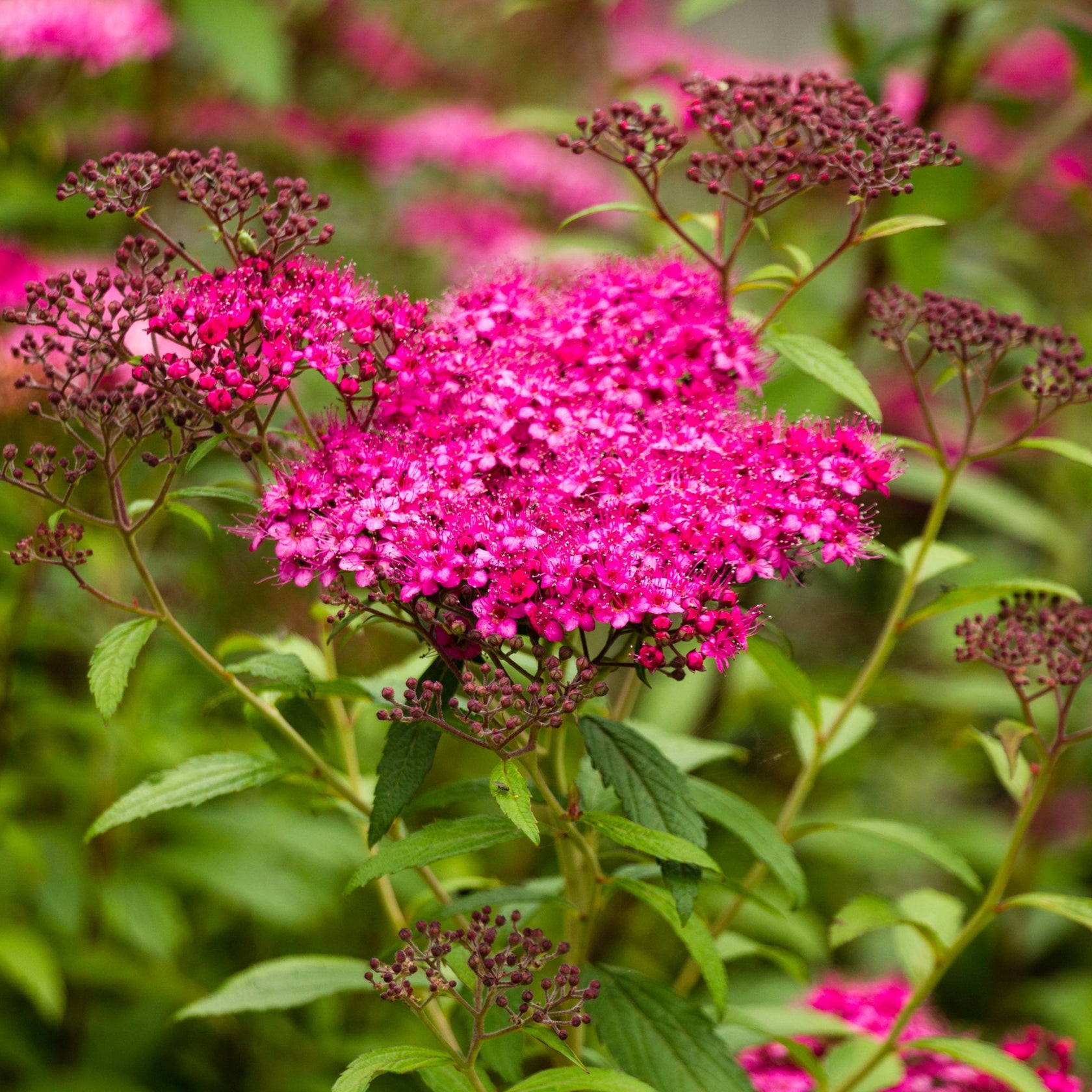 Explosive Neon Pink Flowers | 'Neon Flash' Spirea | Spiraea japonica ...
