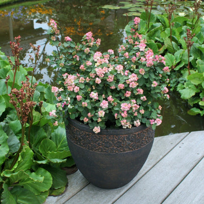 Symphoricarpos x doorenbosii PINKY PROMISE™ - Symphorine PINKY PROMISE™