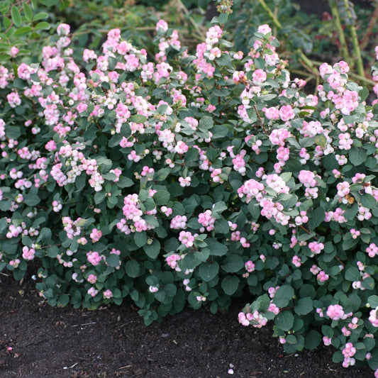 Symphoricarpos x doorenbosii PINKY PROMISE™ - Symphorine PINKY PROMISE™
