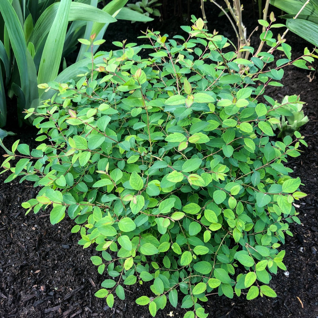 Symphoricarpos x doorenbosii PINKY PROMISE™ - Symphorine PINKY PROMISE™