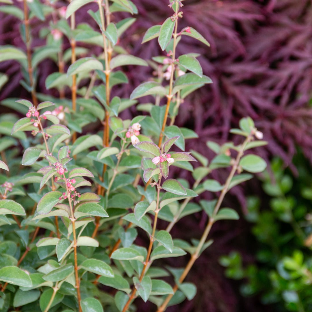Symphoricarpos x doorenbosii PINKY PROMISE™ - Symphorine PINKY PROMISE™