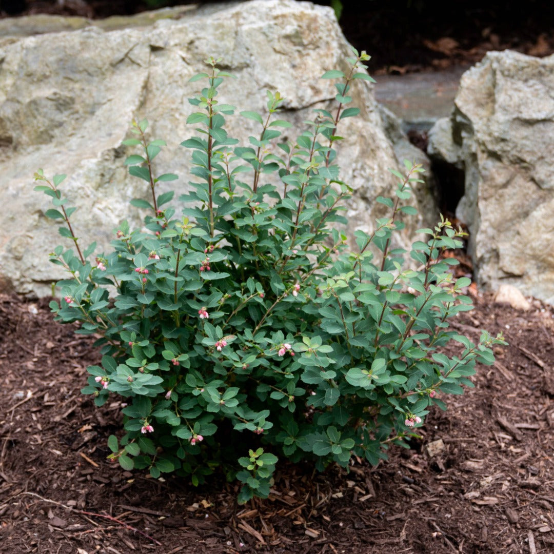 Symphoricarpos x doorenbosii PINKY PROMISE™ - Symphorine PINKY PROMISE™