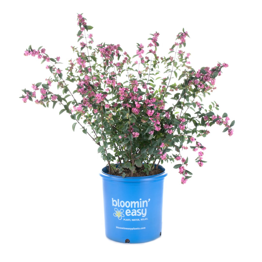 Symphoricarpos x doorenbosii PINKY PROMISE™ - Symphorine PINKY PROMISE™