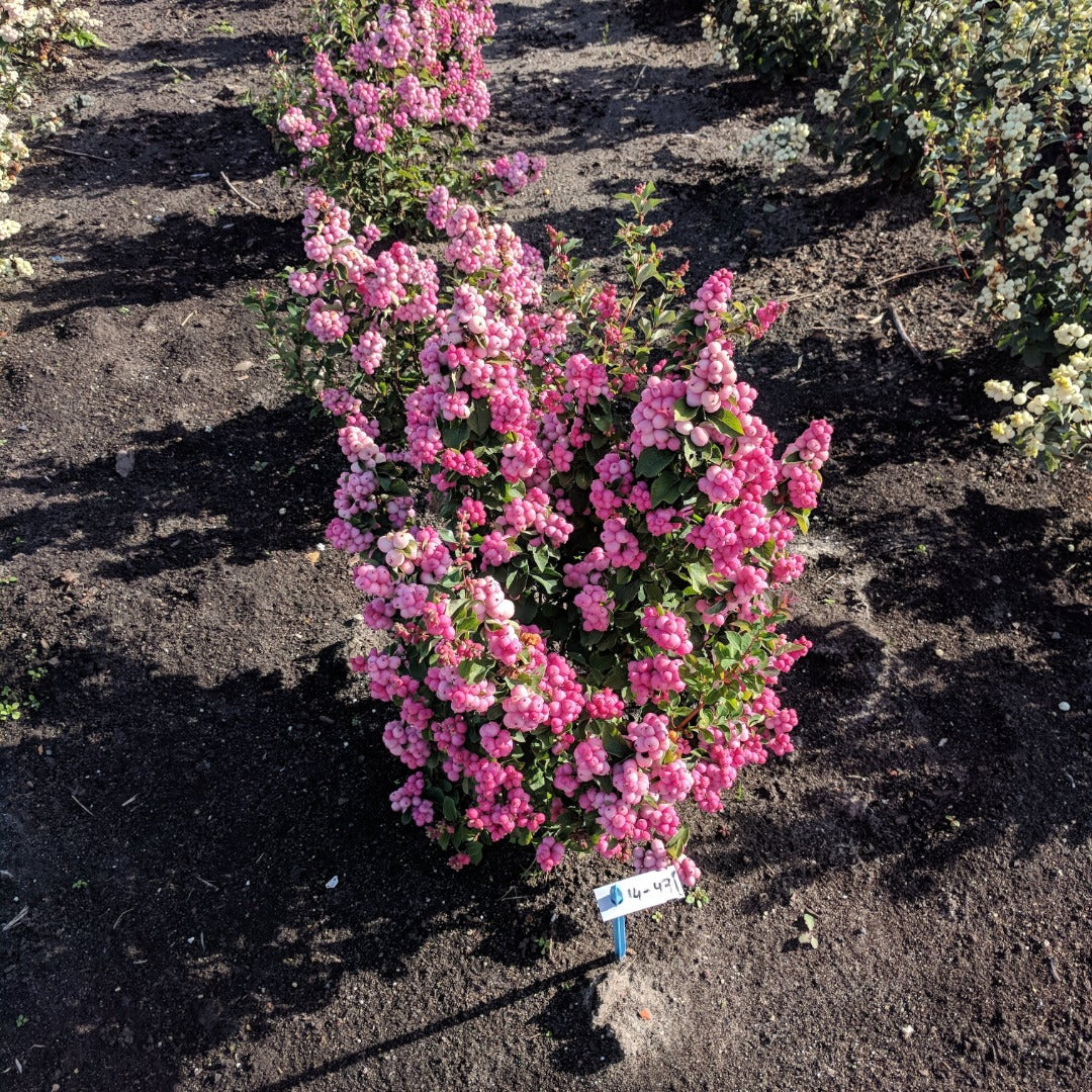 Symphoricarpos x doorenbosii PINKY PROMISE™ - Symphorine PINKY PROMISE™