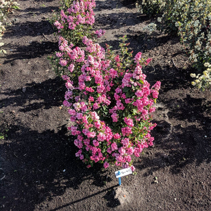Symphoricarpos x doorenbosii PINKY PROMISE™ - Symphorine PINKY PROMISE™