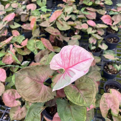 Syngonium 'Strawberry Ice'