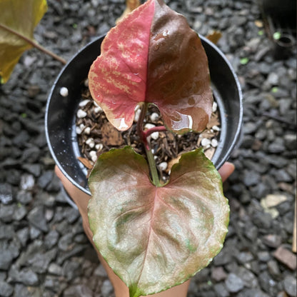 Syngonium 'Strawberry Ice'