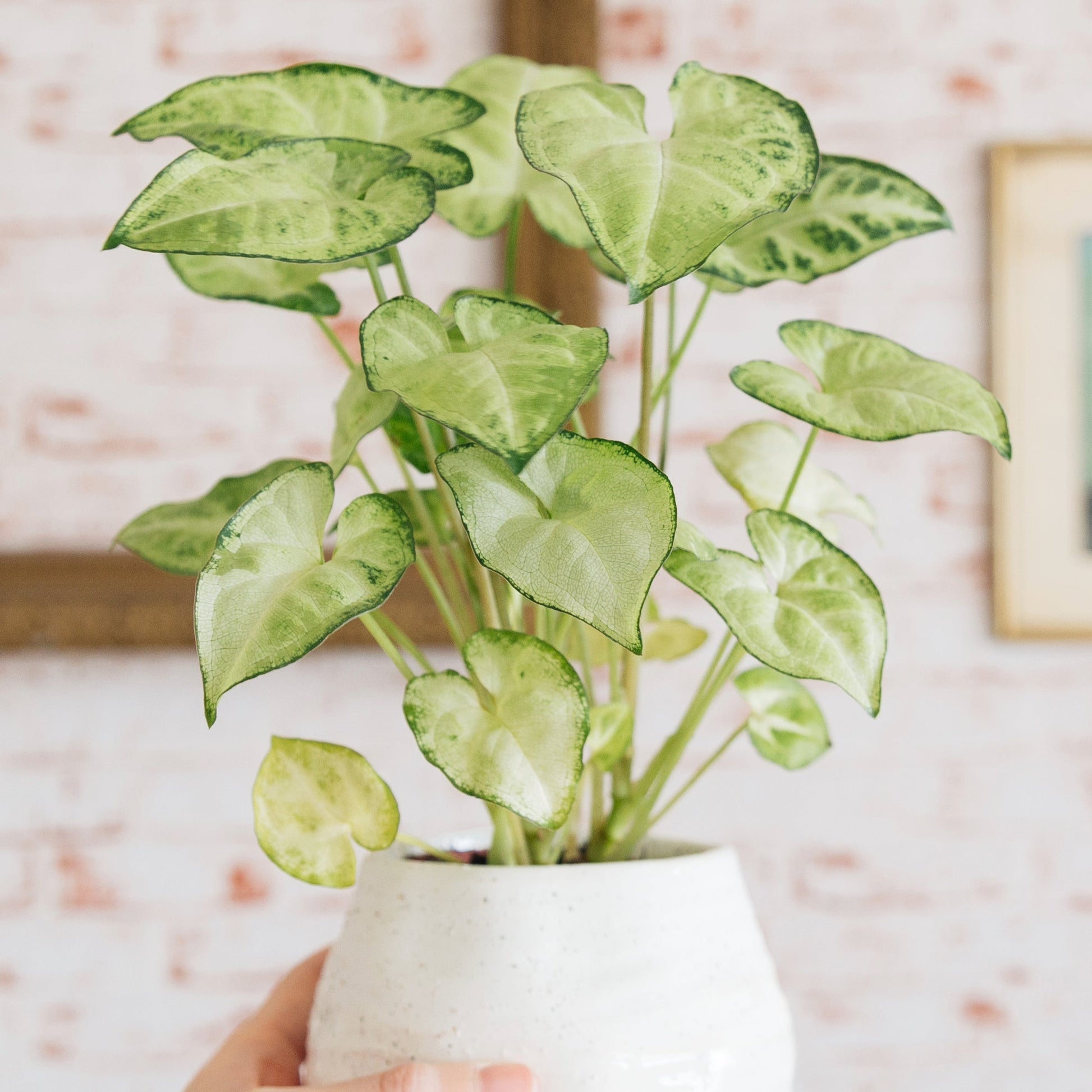 butterfly plant indoor or outdoor White Butterfly' Arrowhead Vine – Jardineries Botanix