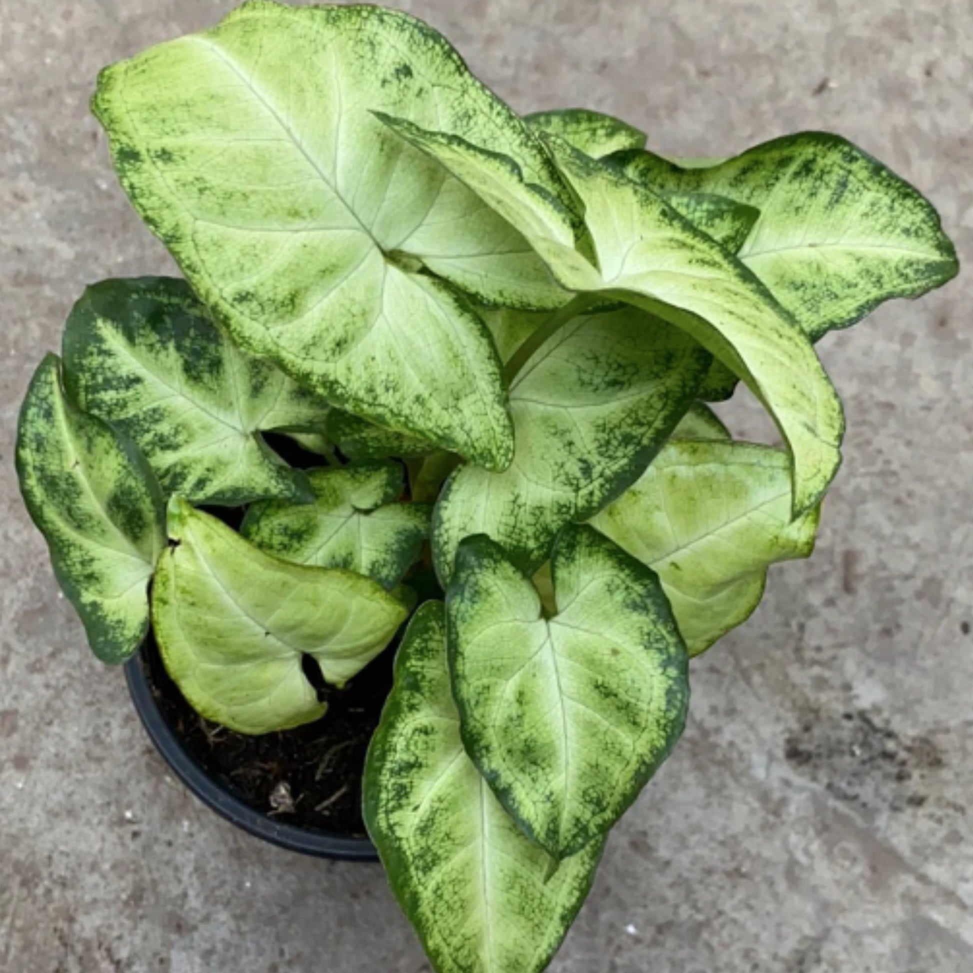 white butterfly plant indoor White Butterfly' Arrowhead Vine – Jardineries Botanix