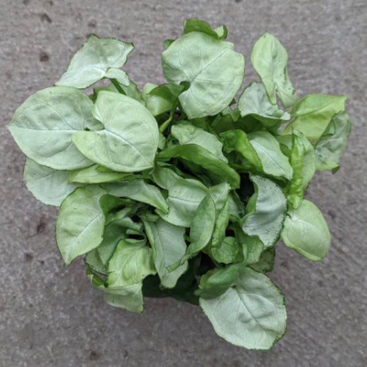 White Butterfly' Arrowhead Vine