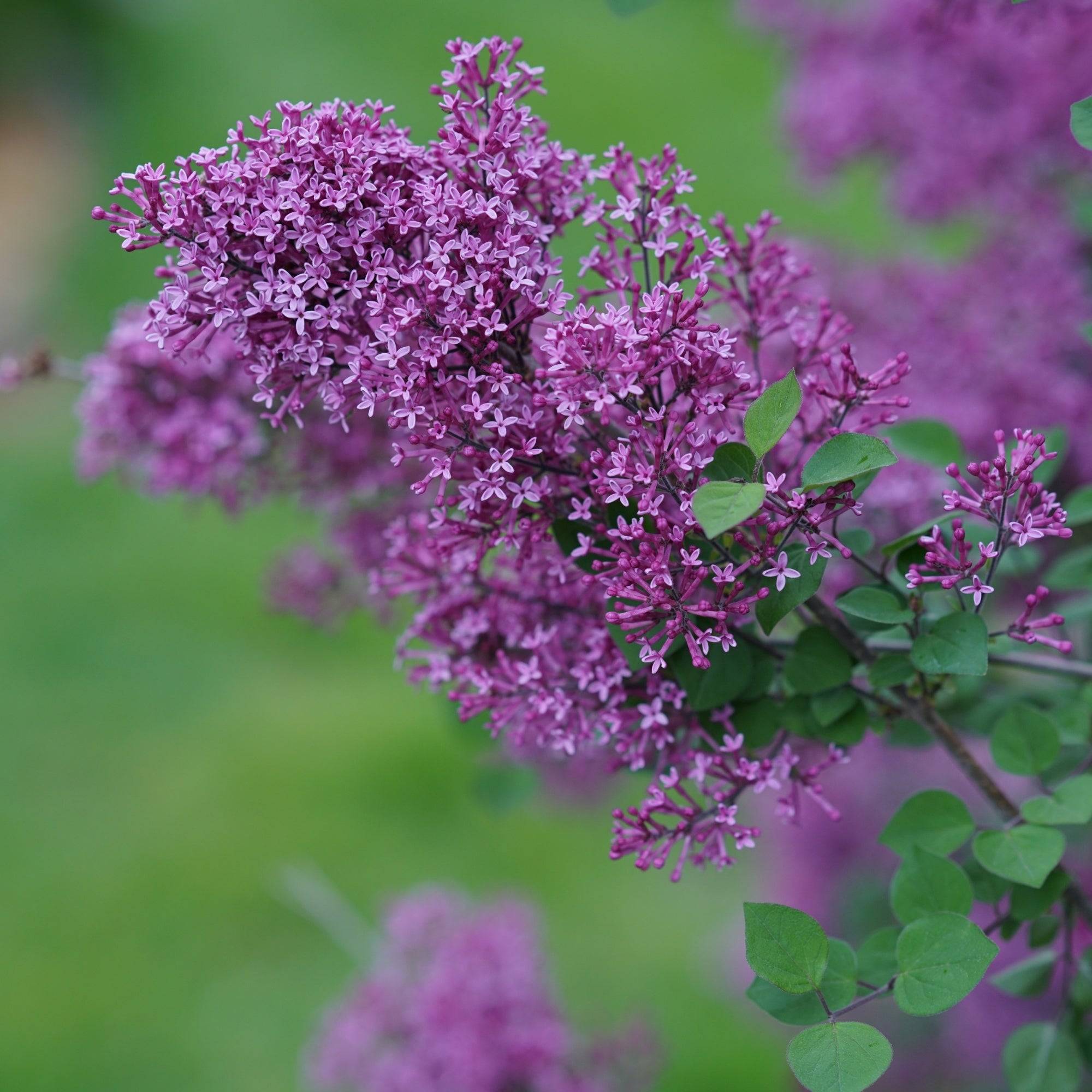 BLOOMERANG® Dark Purple Lilac – Jardineries Botanix