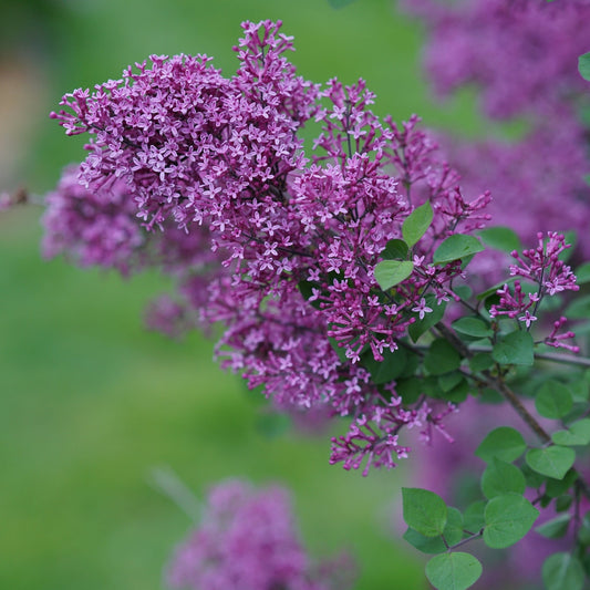 BLOOMERANG® Dark Purple Lilac