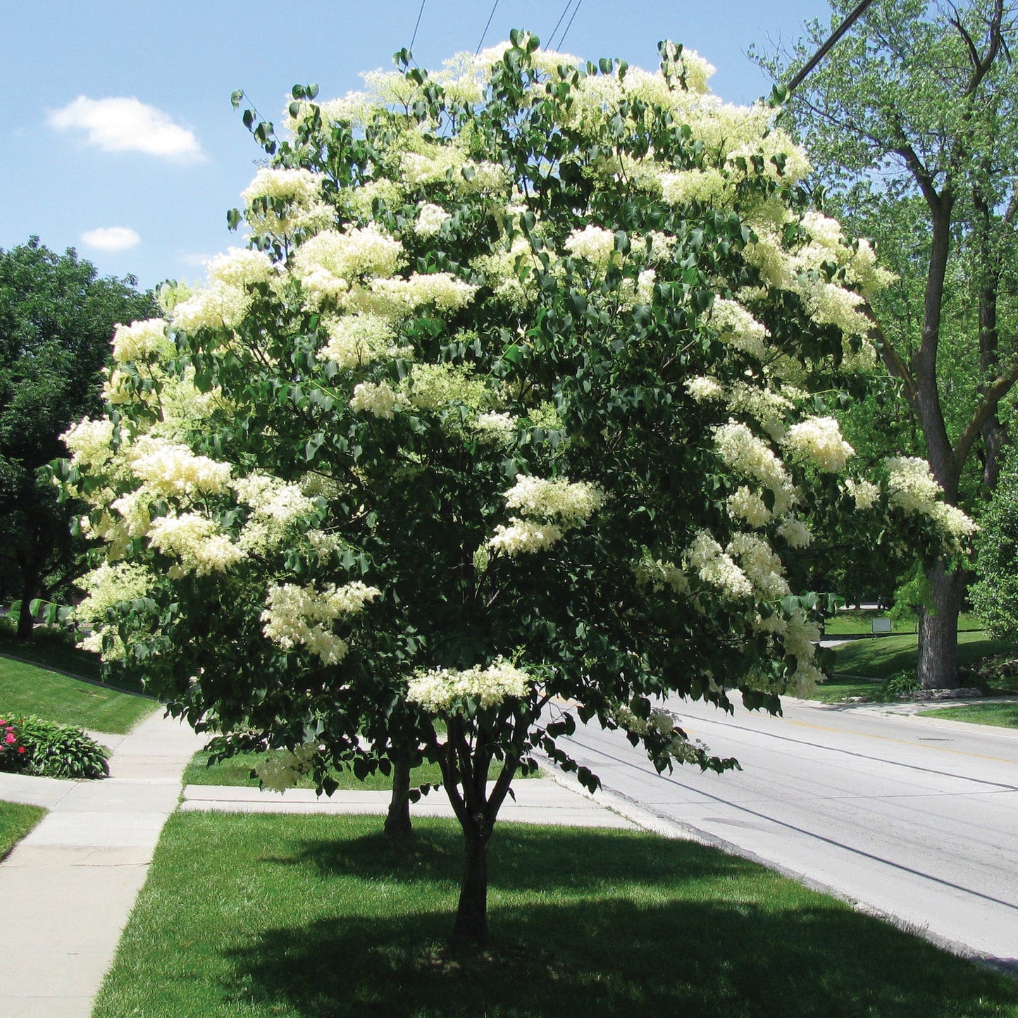 Japanese Lilac 'Ivory Silk' | Fragrant White Splendor for Your Garden ...