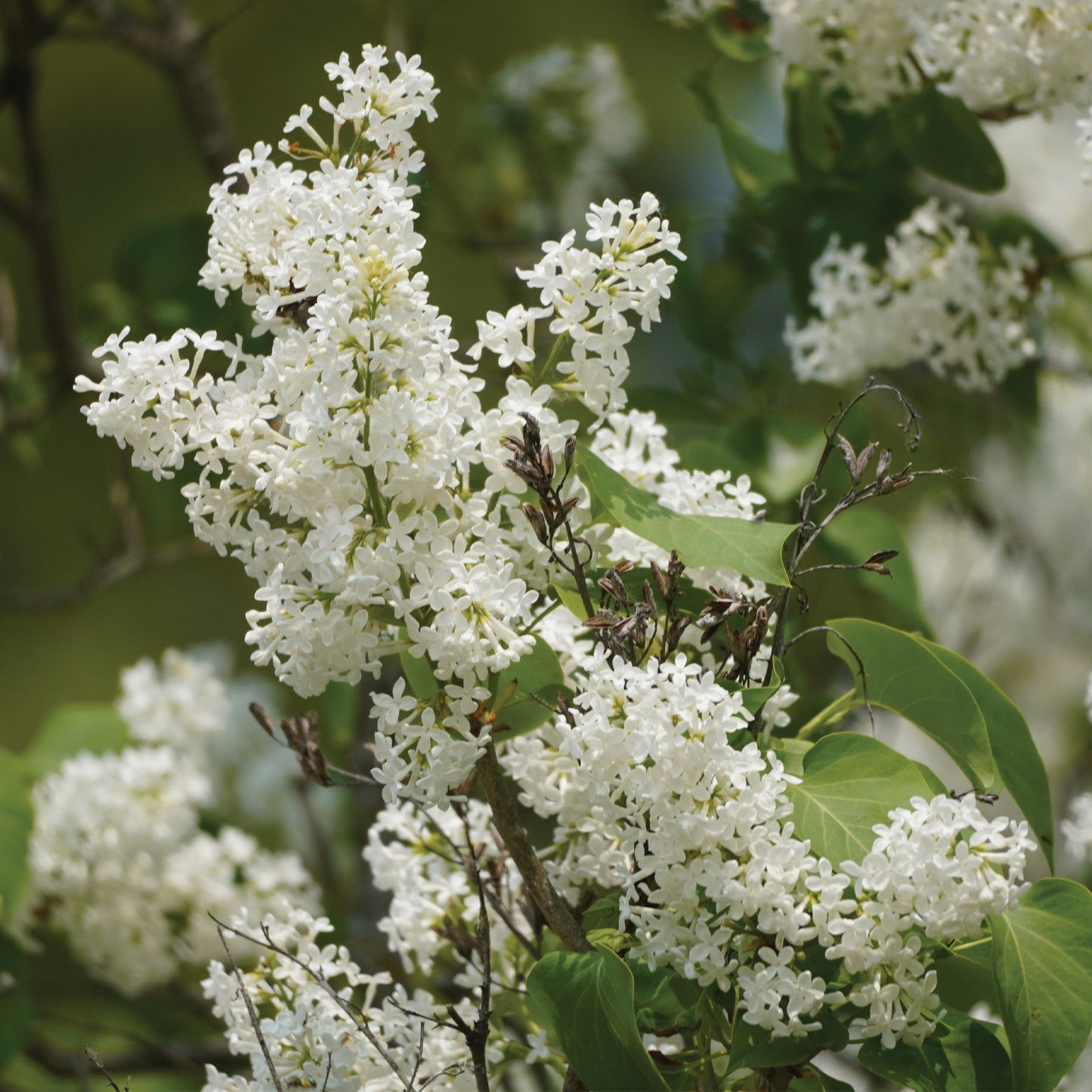 Ivory Silk' Japanese Tree Lilac 