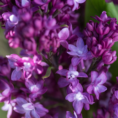 VIRTUAL VIOLET® Lilac