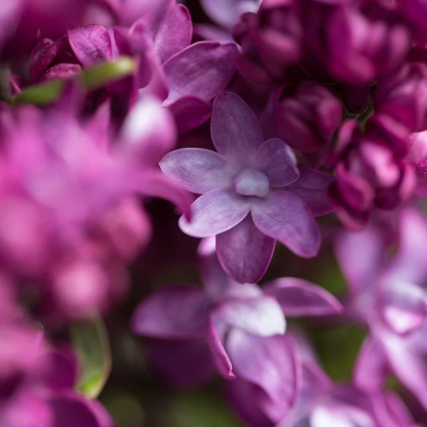 VIRTUAL VIOLET® Lilac