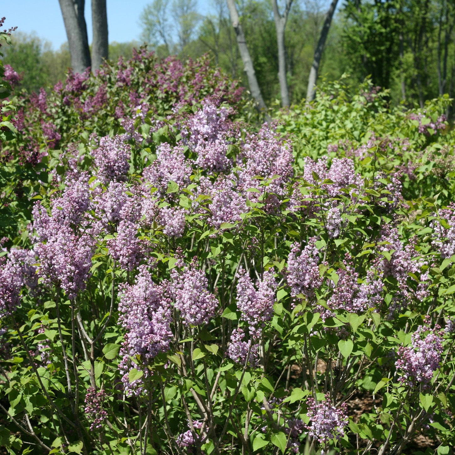 SCENTARA® Double Blue Lilac