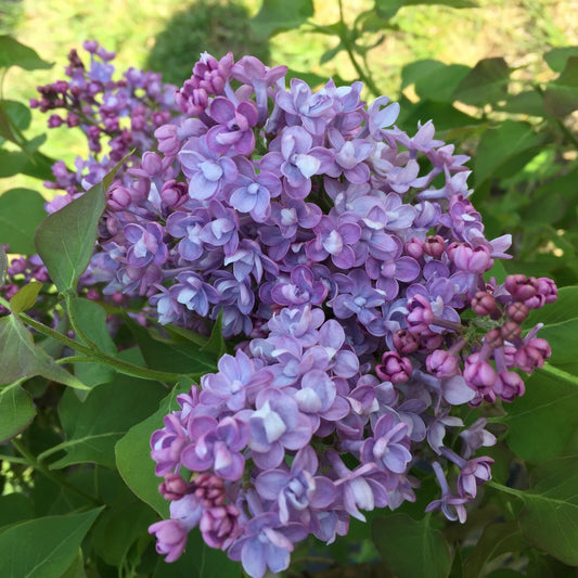 SCENTARA® Double Blue Lilac