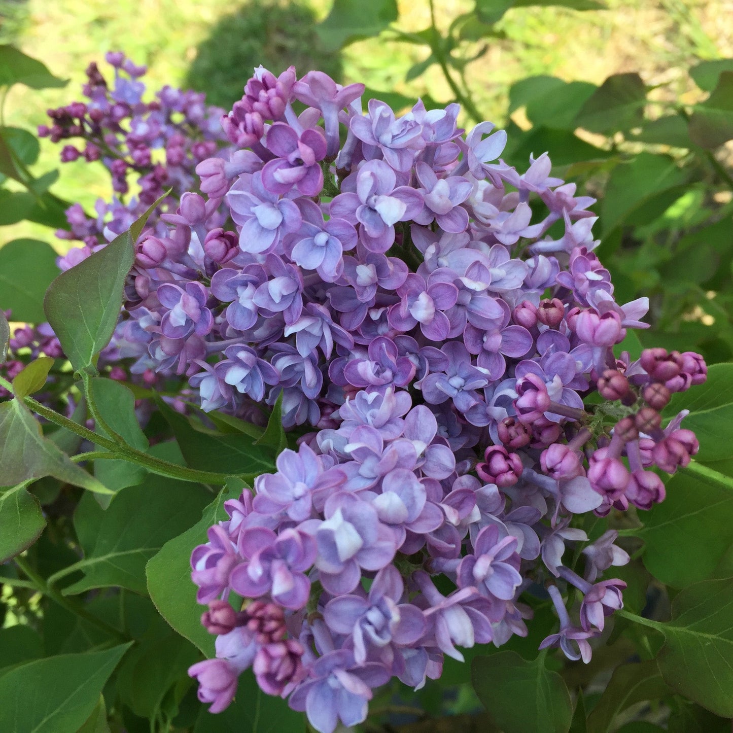 Lilas SCENTARA® Double Blue