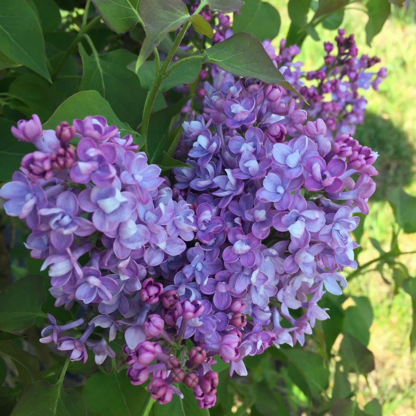 Lilas de prestone 'Donald Wyman'