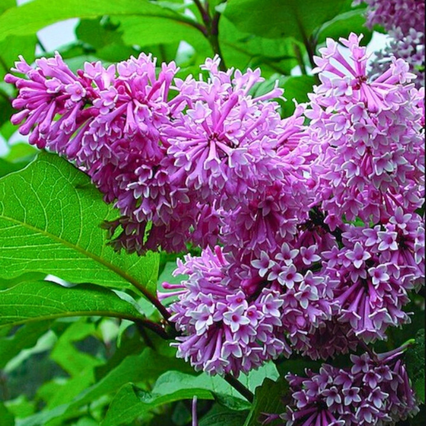 Lilas de preston 'Royalty'