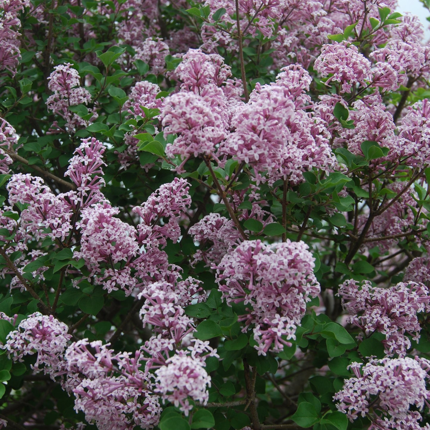 Lilas nain de Corée