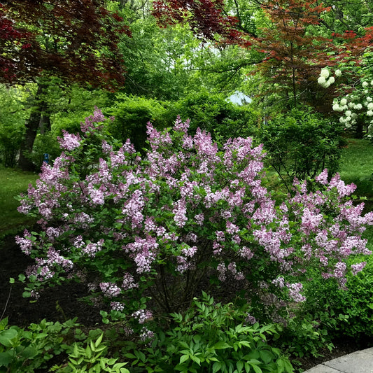 Palibin Dwarf Korean Lilac