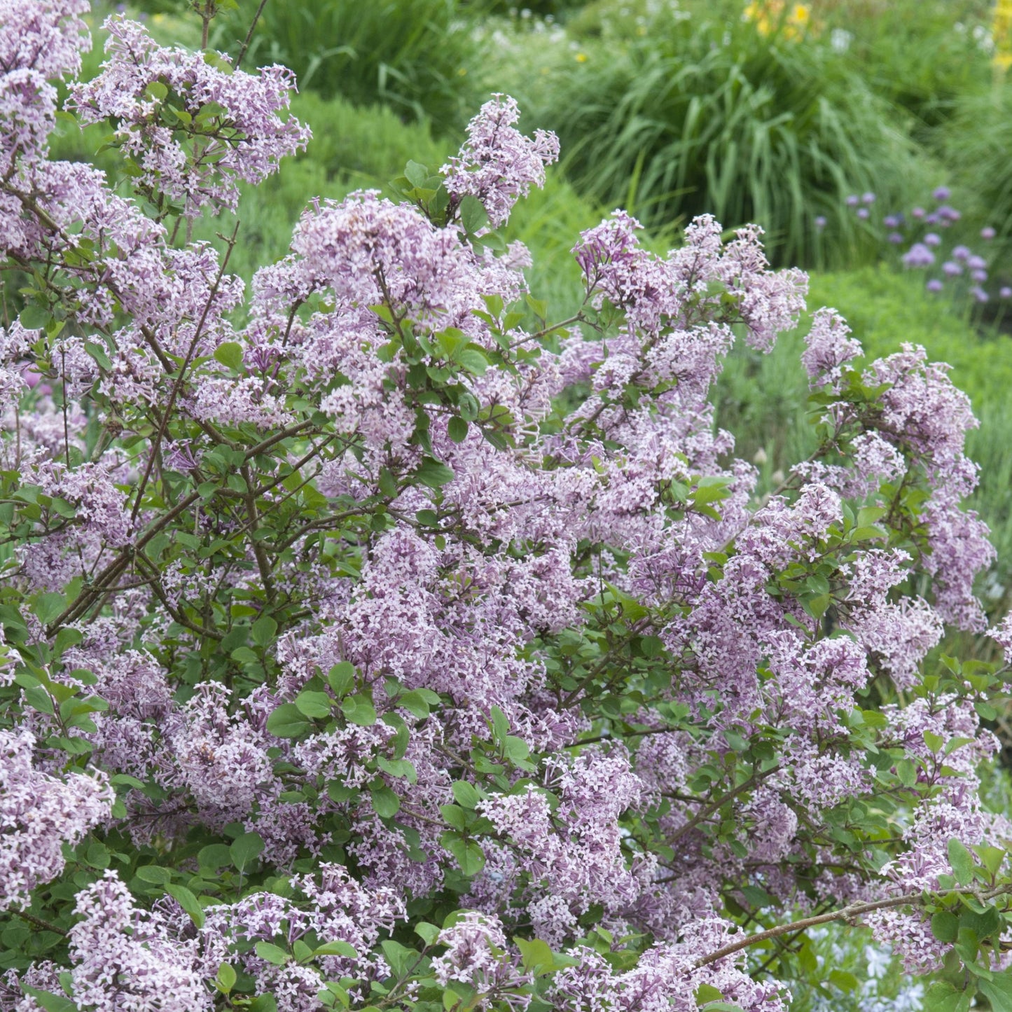 Lilas nain de Corée