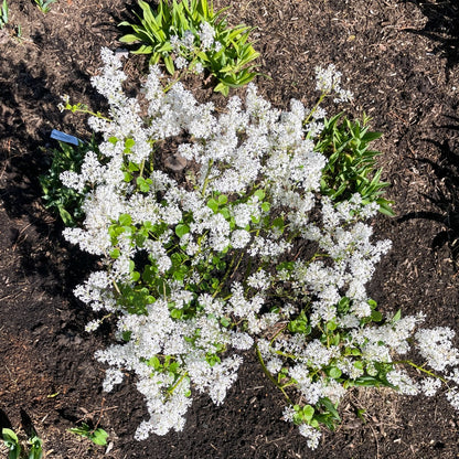 Syringa meyeri 'Pearl Potion' – 'Pearl Potion' Lilac