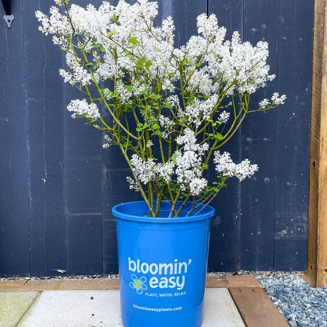 Syringa meyeri 'Pearl Potion' – 'Pearl Potion' Lilac