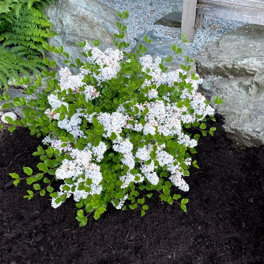 Syringa meyeri 'Pearl Potion' – 'Pearl Potion' Lilac