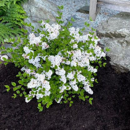 Syringa meyeri 'Pearl Potion' – 'Pearl Potion' Lilac