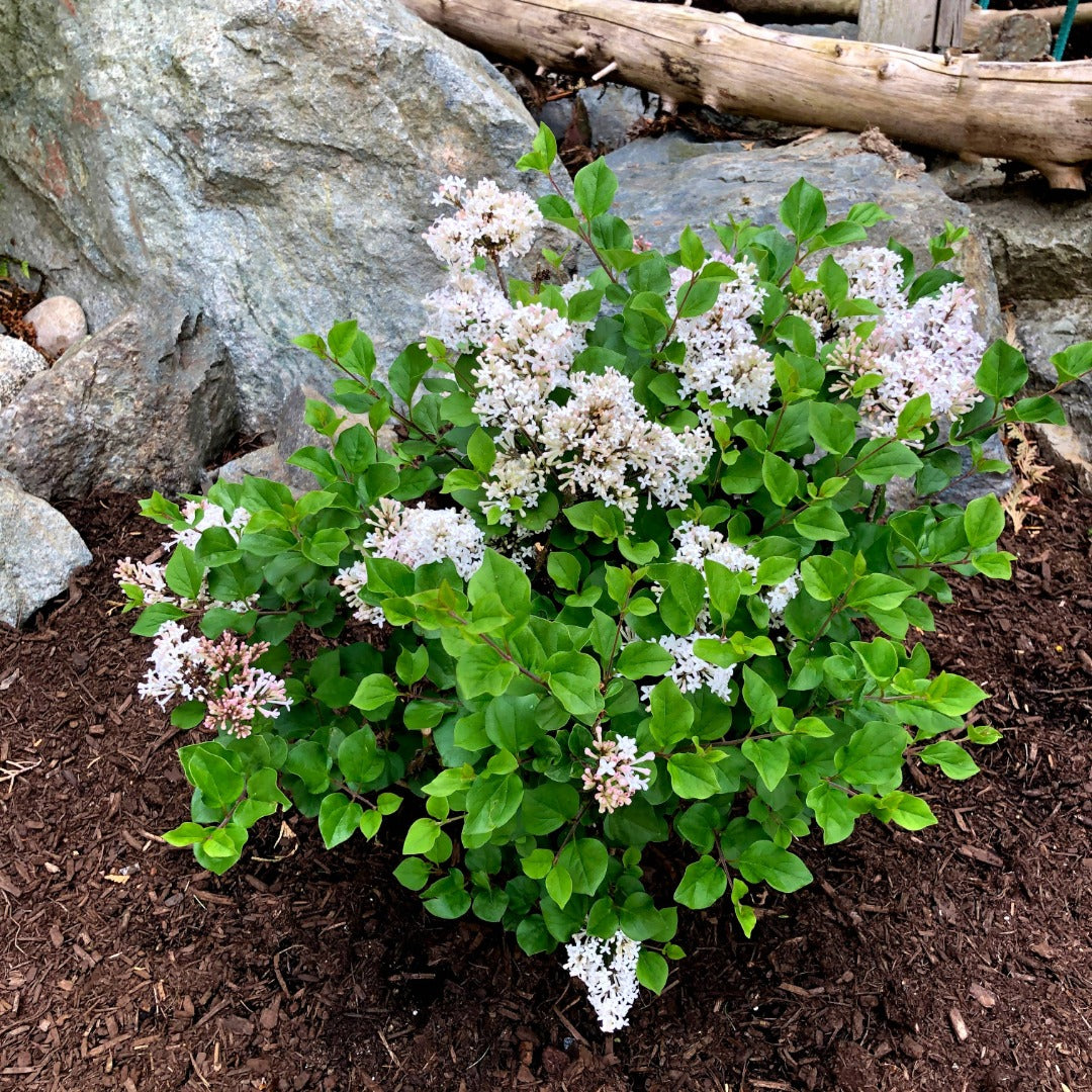 Syringa meyeri 'Pearl Potion' – 'Pearl Potion' Lilac