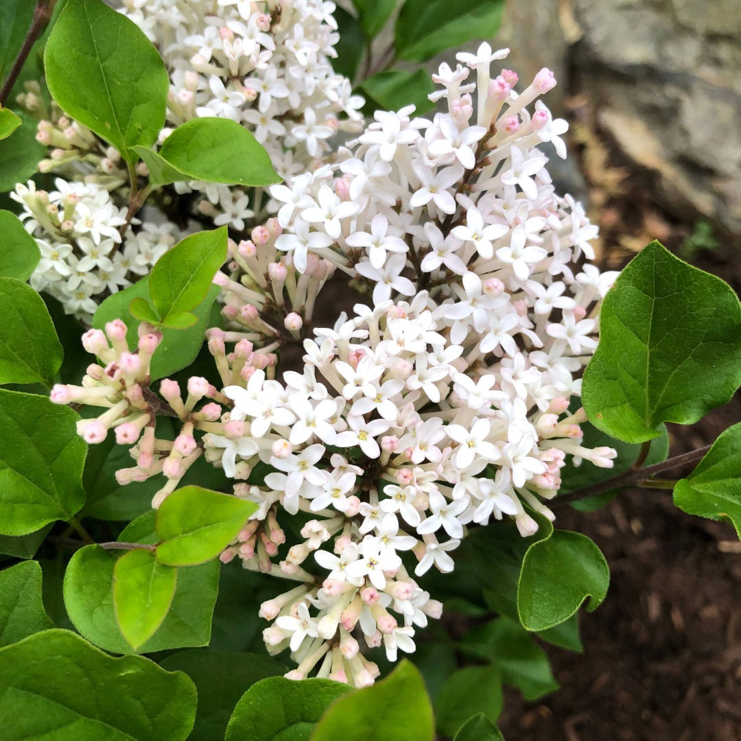Syringa meyeri 'Pearl Potion' – 'Pearl Potion' Lilac
