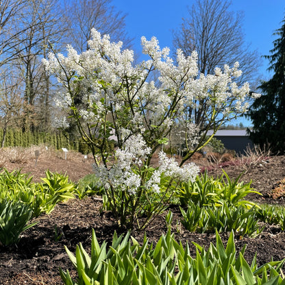 Syringa meyeri 'Pearl Potion' – 'Pearl Potion' Lilac