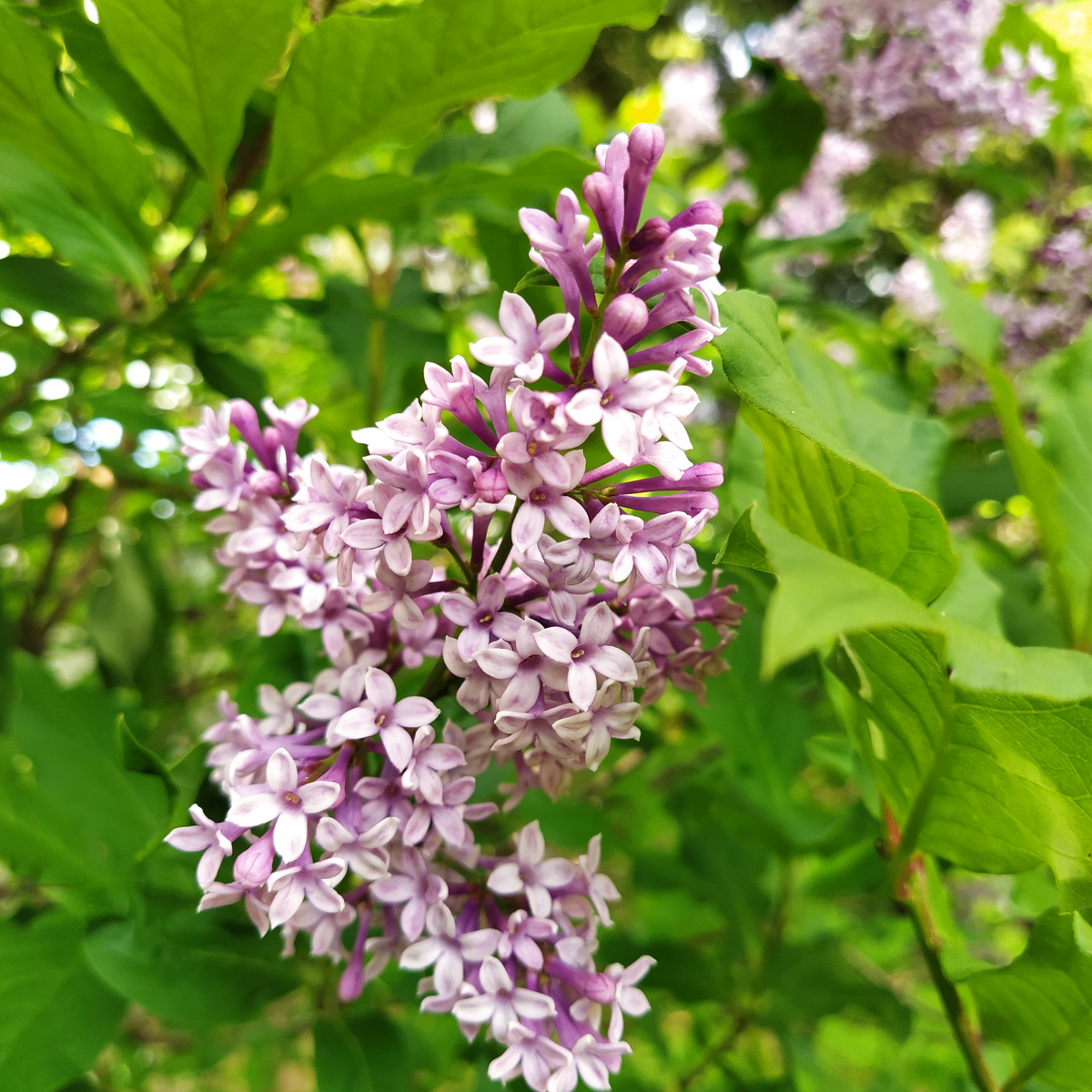 Lilas 'Nocturne' (Syringa) – Fleurs Rose & Rouge Vin | Rustique Zone 2 ...