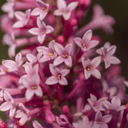 Syringa x prestoniae PINKTINI™ – Pinktini™ Lilac