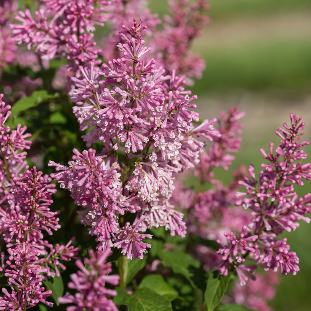 Syringa x prestoniae PINKTINI™ – Pinktini™ Lilac