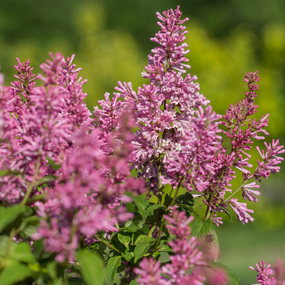 Syringa x prestoniae PINKTINI™ – Pinktini™ Lilac