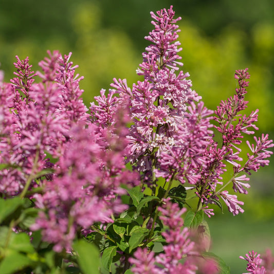 Syringa x prestoniae PINKTINI™ – Pinktini™ Lilac