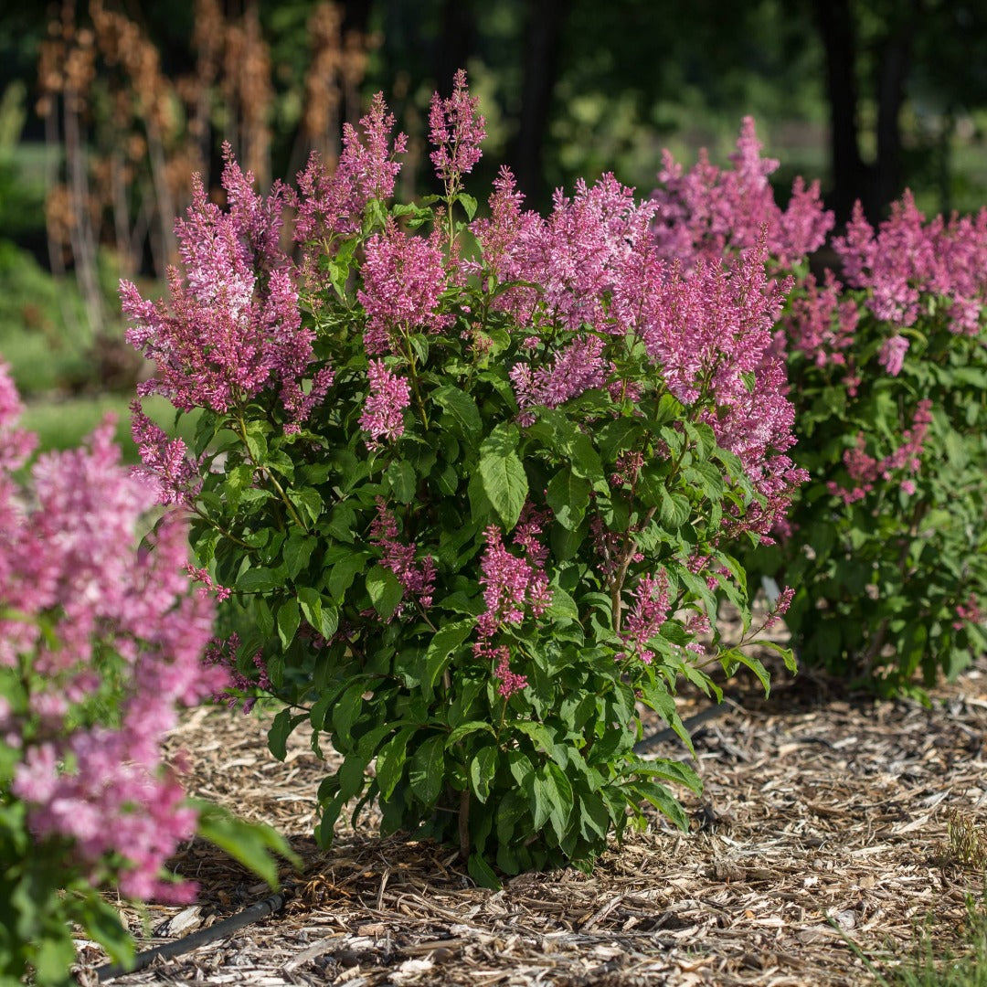 Syringa x prestoniae PINKTINI™ – Pinktini™ Lilac