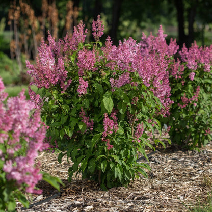 Syringa x prestoniae PINKTINI™ – Pinktini™ Lilac