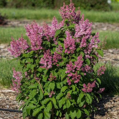 Syringa x prestoniae PINKTINI™ – Pinktini™ Lilac