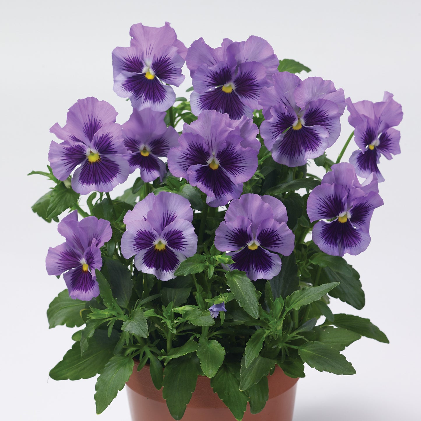 Edible Pansy 'Tasty Viola'